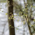 Hainbuchenblüte im Zauberwald