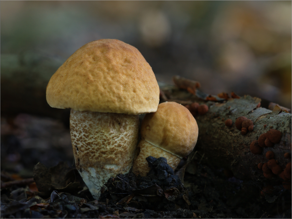 Hainbuchenraufuß (Leccinum carpini)