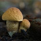 Hainbuchenraufuß (Leccinum carpini)