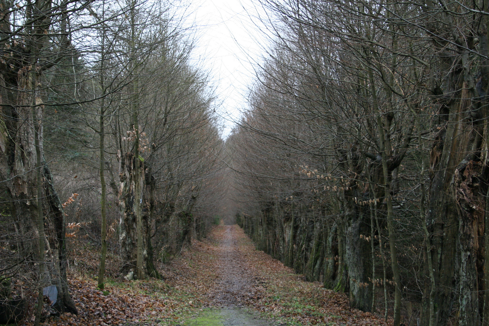 Hainbuchenweg bei Kranzberg