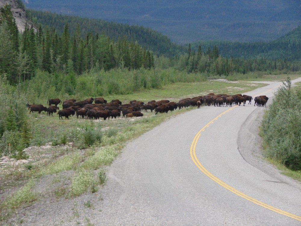 haines highway