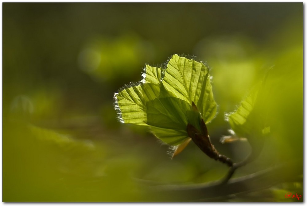 Hainich Frühling