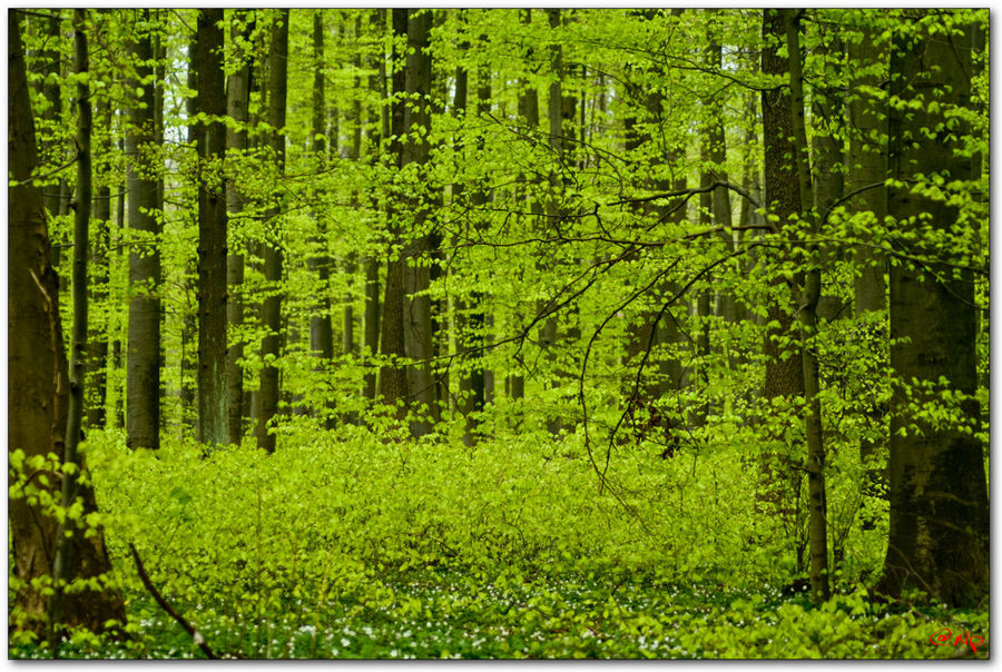 Hainich LeuchtendGrün