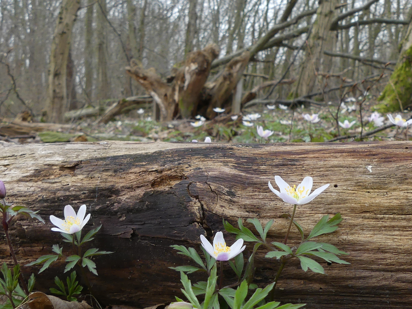 Hainich-Nationalpark