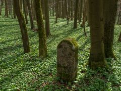 Hainich-Stein-Bärlauch