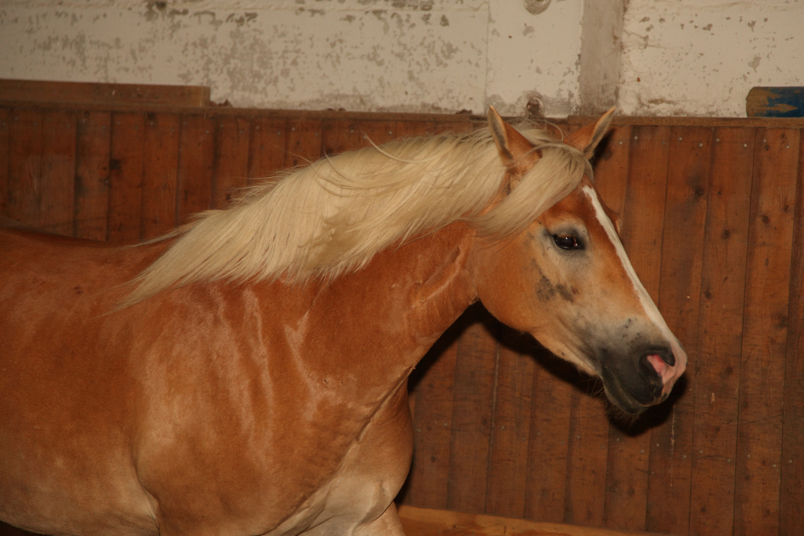 hainki....haflinger stute