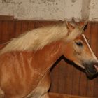 hainki....haflinger stute