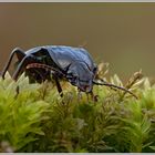 Hainlaufkaefer (Carabus sp.)