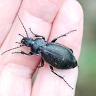 Hainlaufkäfer,Carabus nemoralis