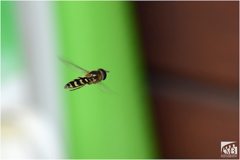 Hainschebfliege im Flug