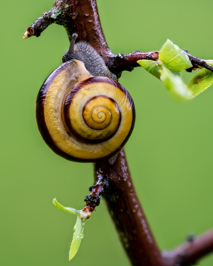 Hainschnirkelschnecke