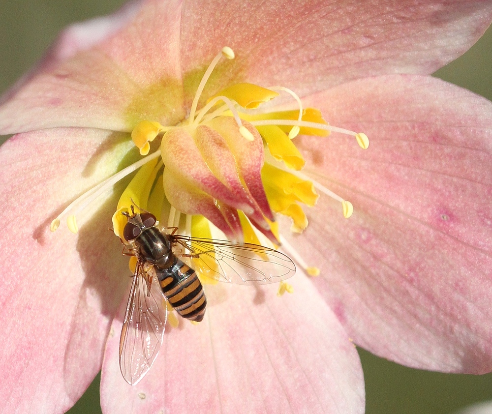 Hainschwebefliege