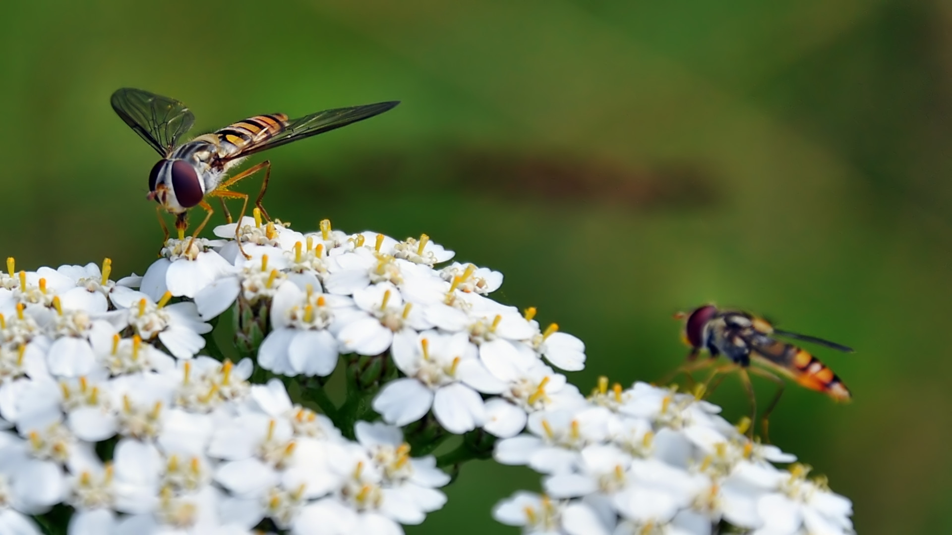 Hainschwebefliege