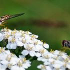 Hainschwebefliege