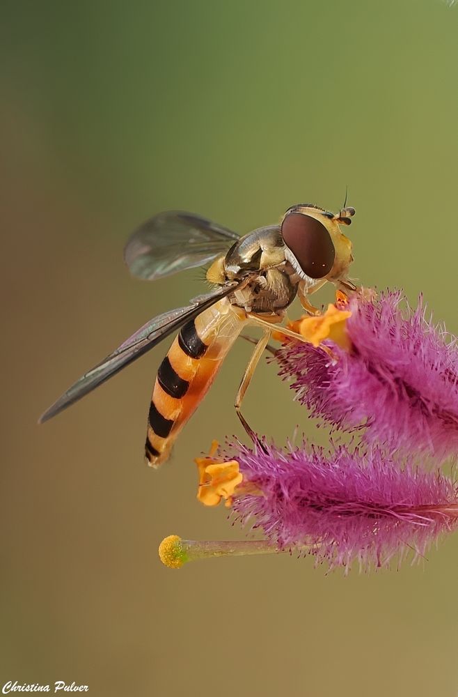 Hainschwebefliege an der 