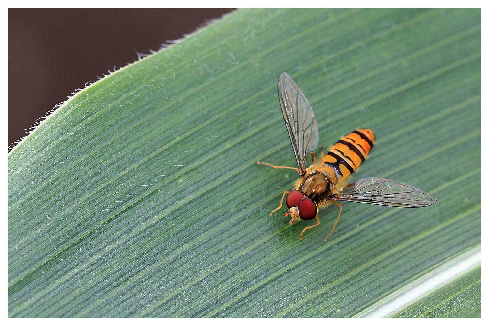 Hainschwebefliege