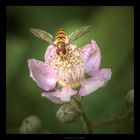 Hainschwebefliege (Episyrphus balteatus)