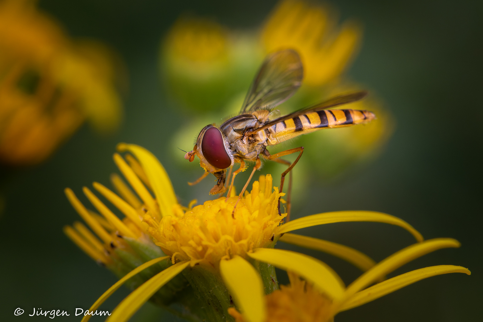 Hainschwebfliege