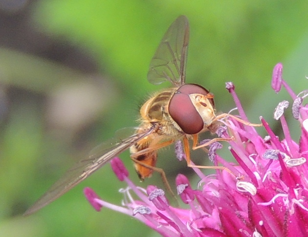 Hainschwebfliege (1)