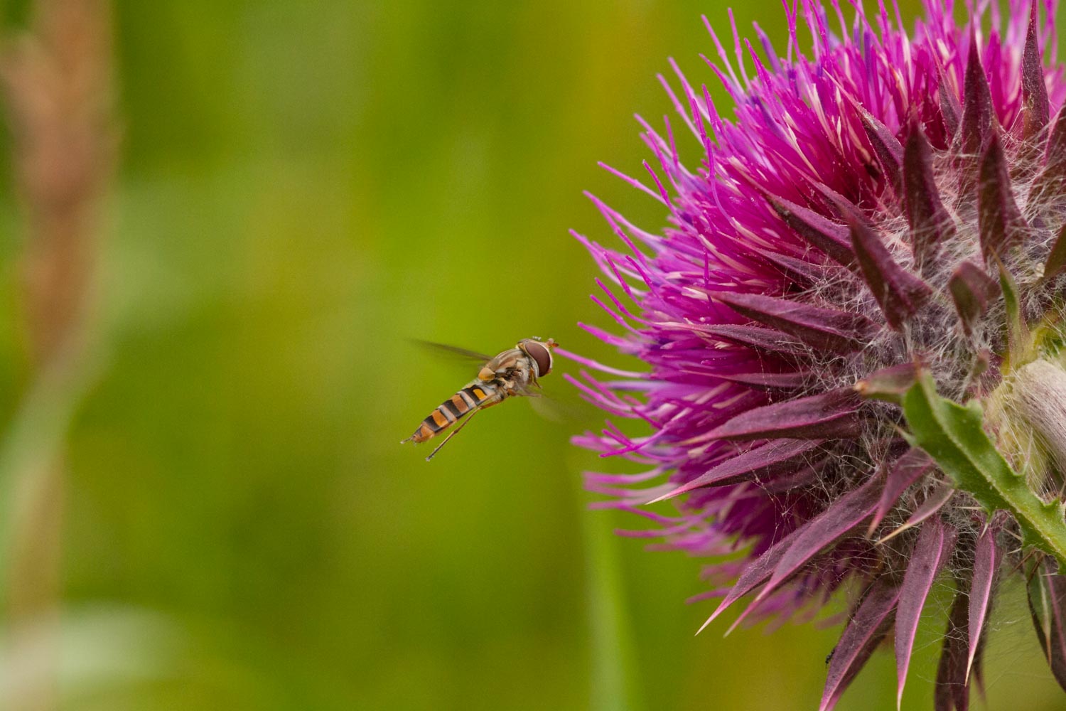 Hainschwebfliege (1 von 1)