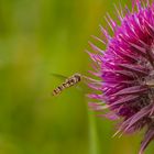 Hainschwebfliege (1 von 1)