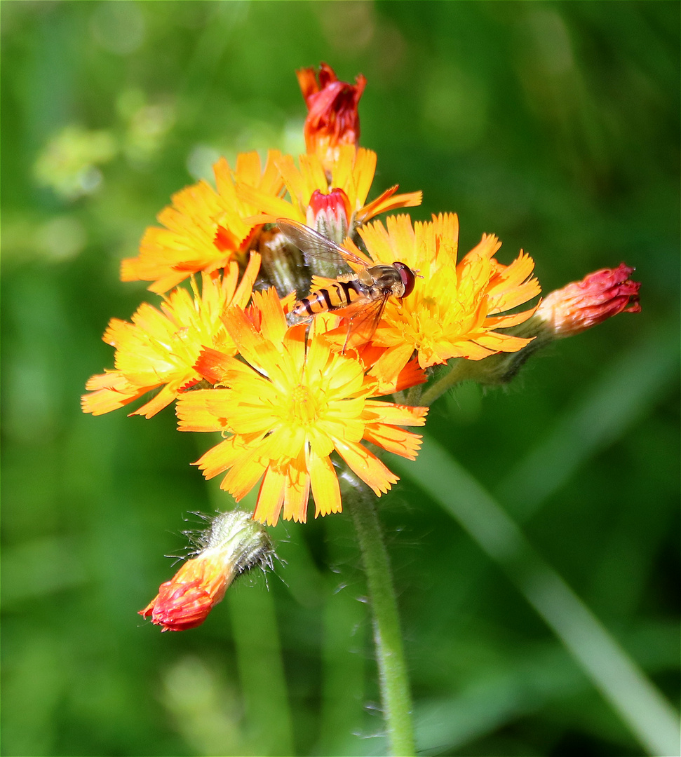 Hainschwebfliege