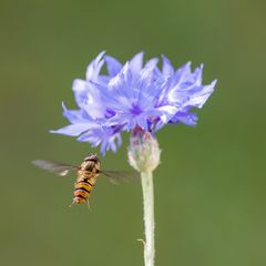 Hainschwebfliege