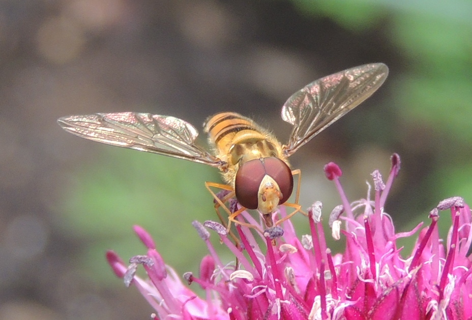 Hainschwebfliege (2)