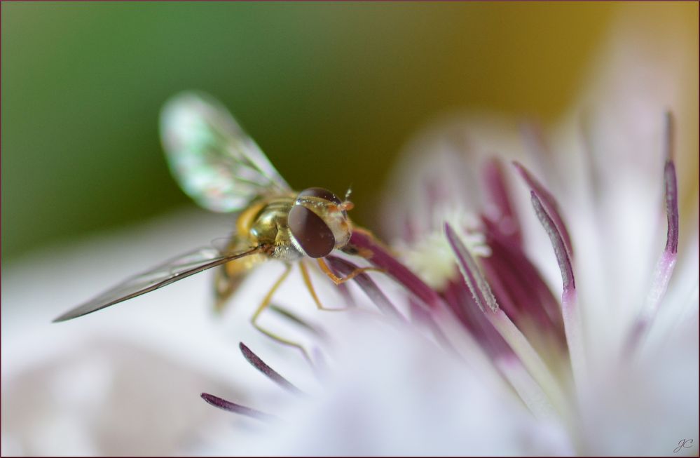 Hainschwebfliege