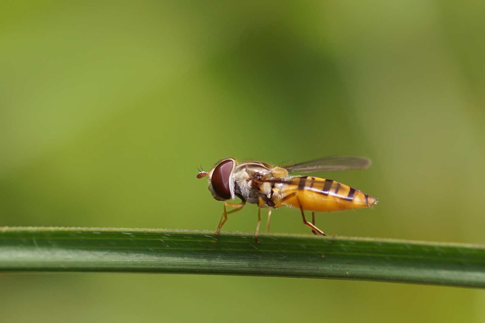 Hainschwebfliege