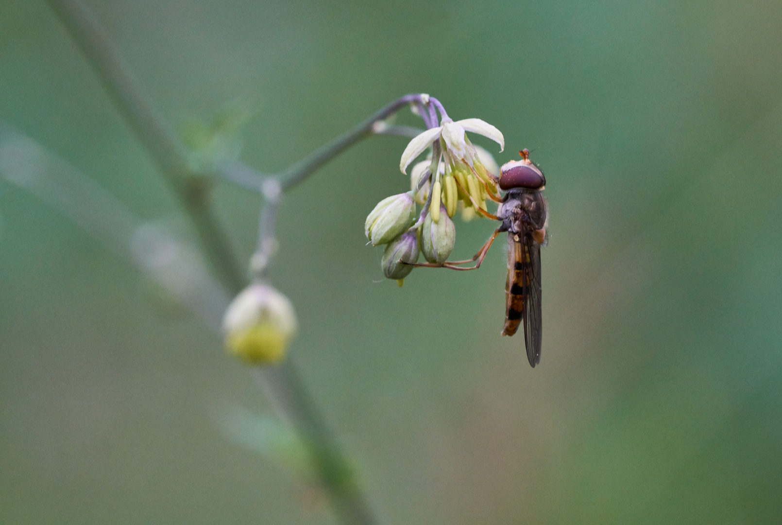 Hainschwebfliege