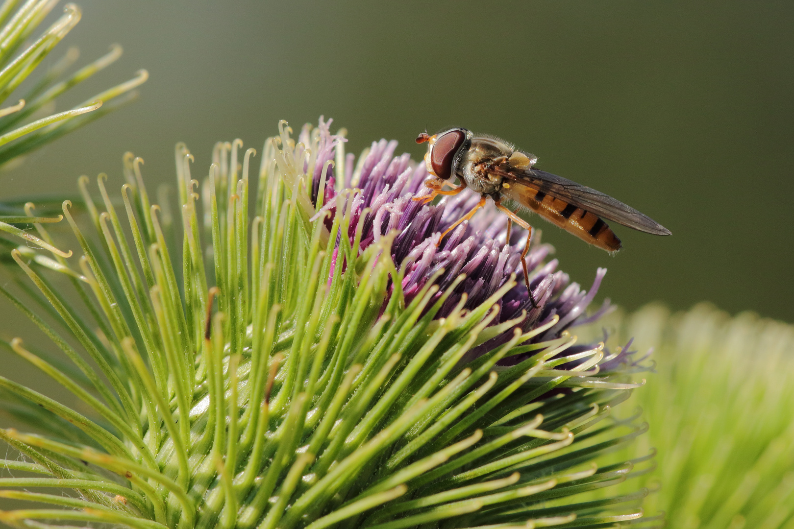 Hainschwebfliege