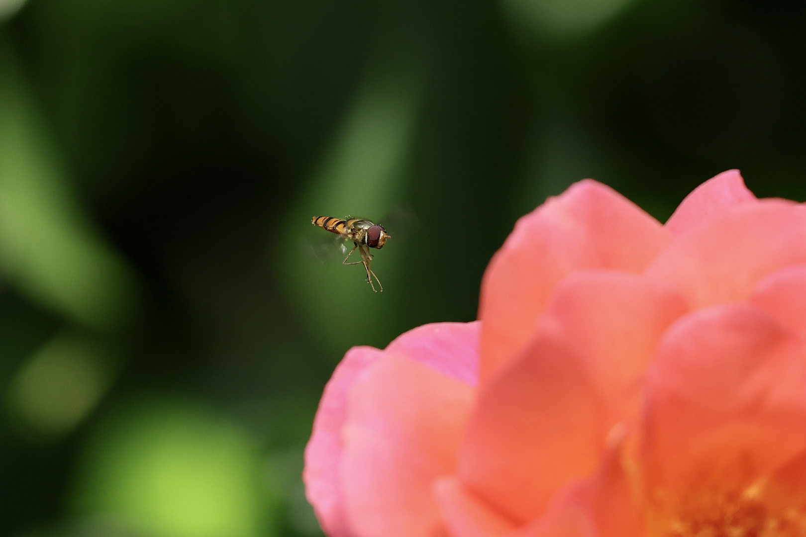 Hainschwebfliege