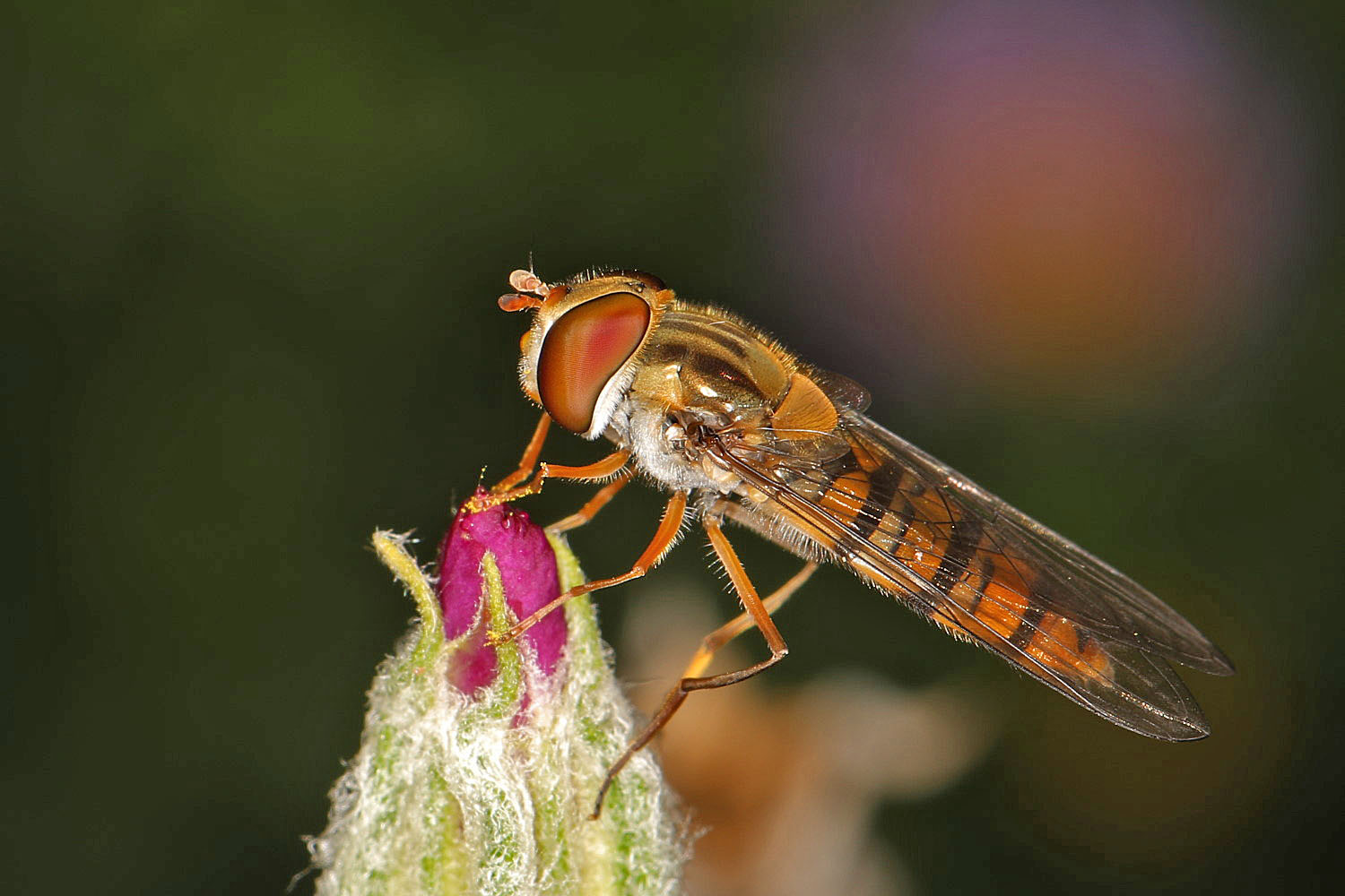 Hainschwebfliege