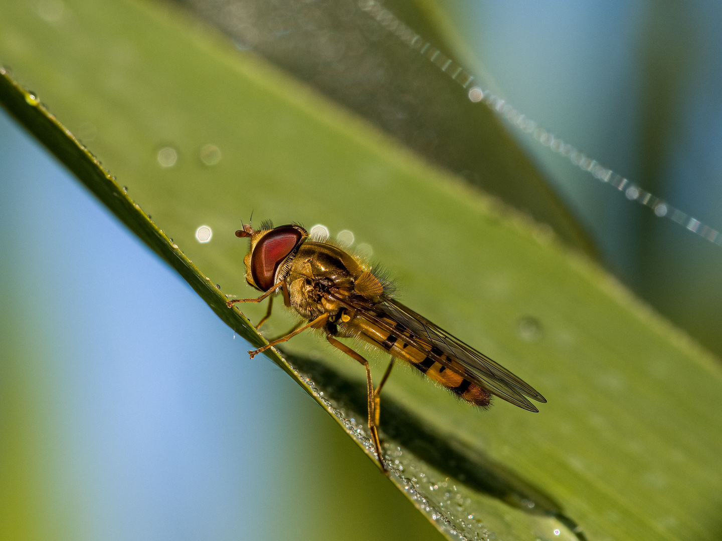 Hainschwebfliege