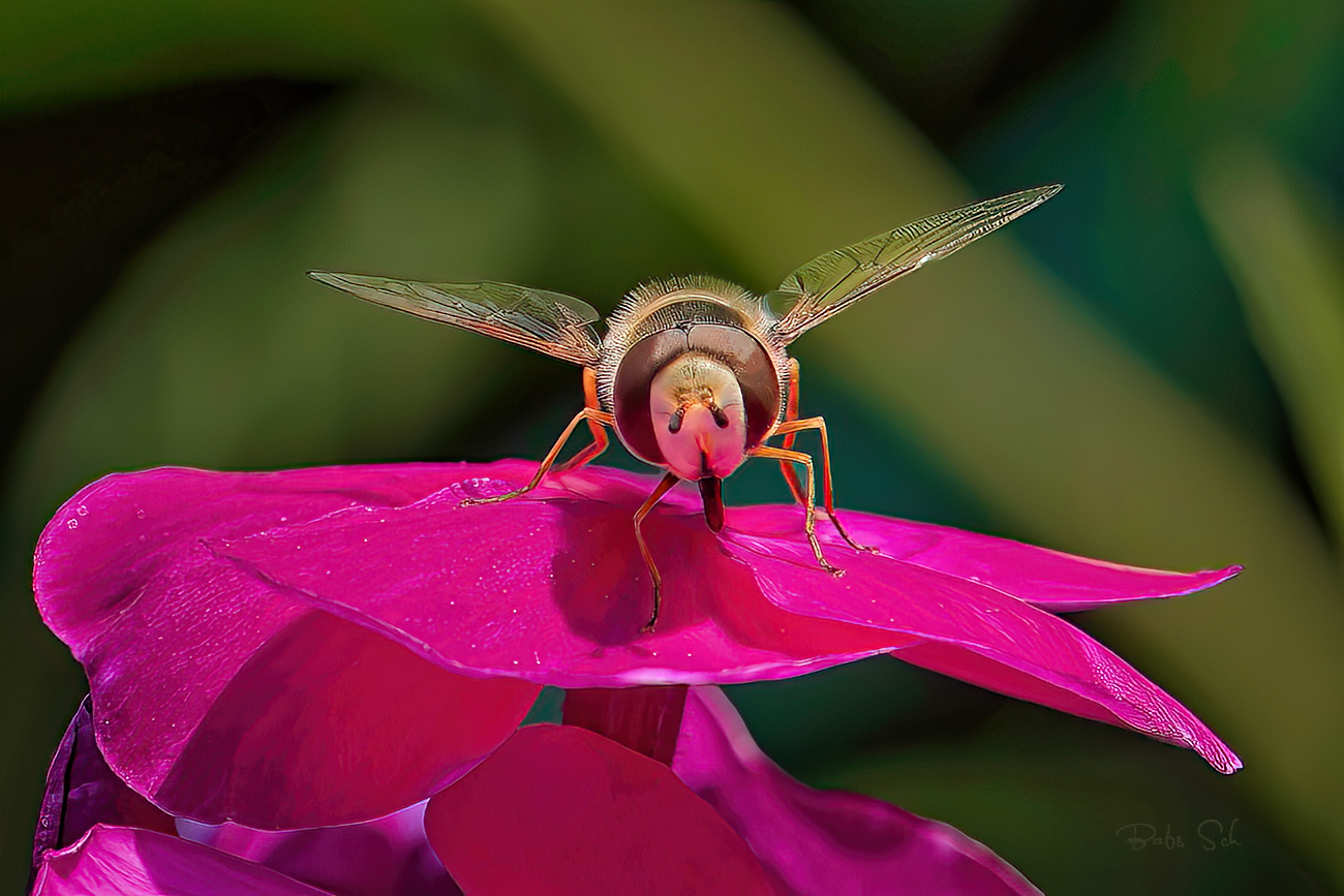 Hainschwebfliege