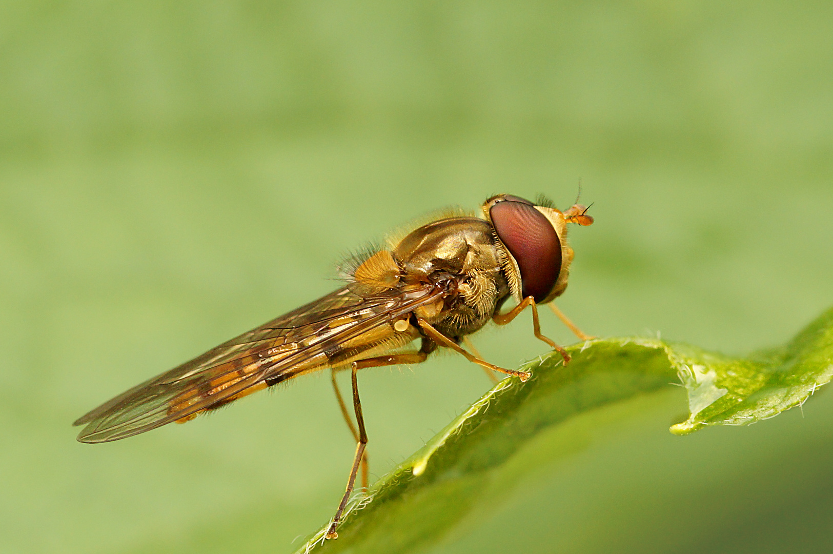 Hainschwebfliege