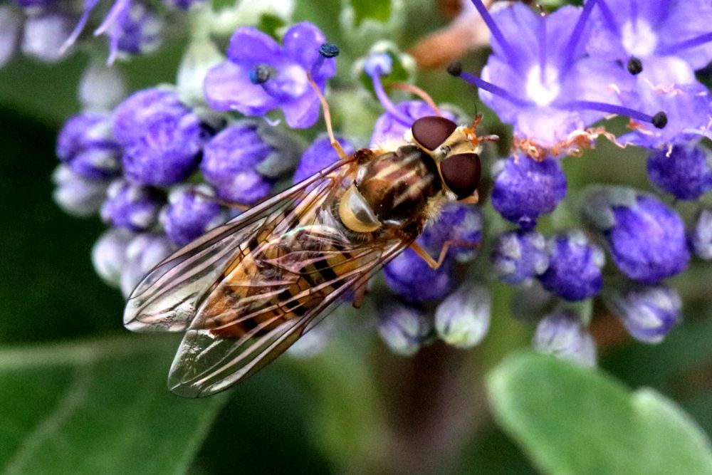 Hainschwebfliege