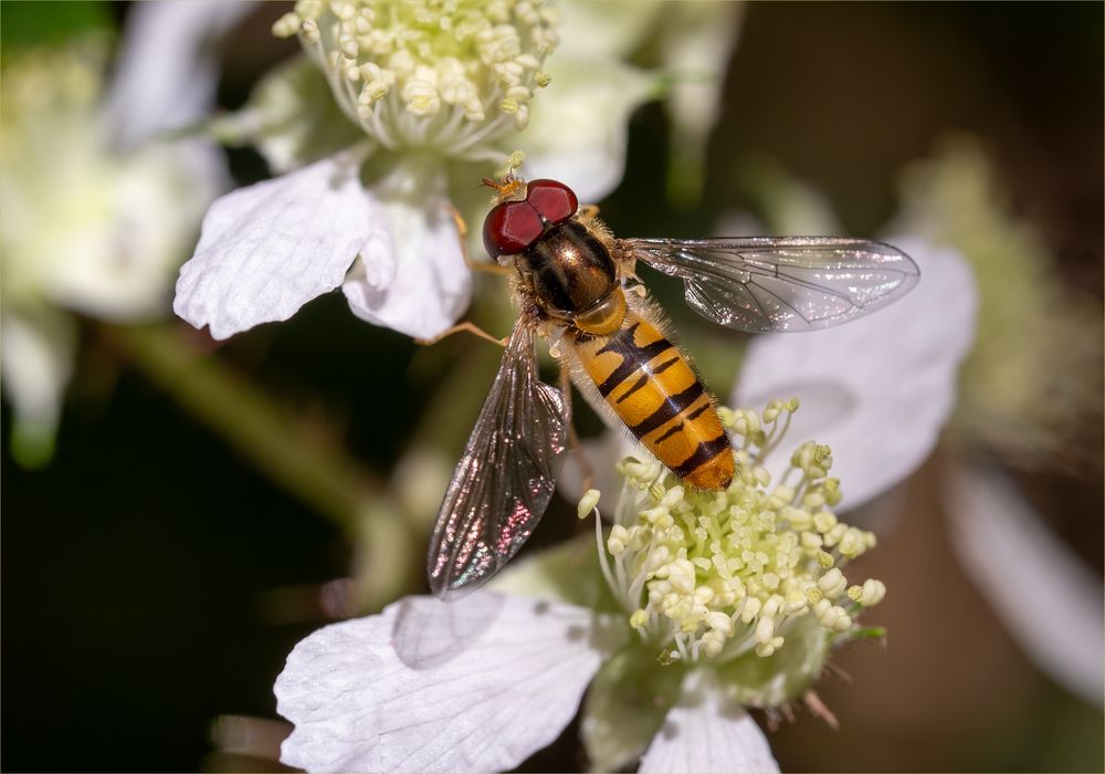 Hainschwebfliege