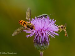 Hainschwebfliege