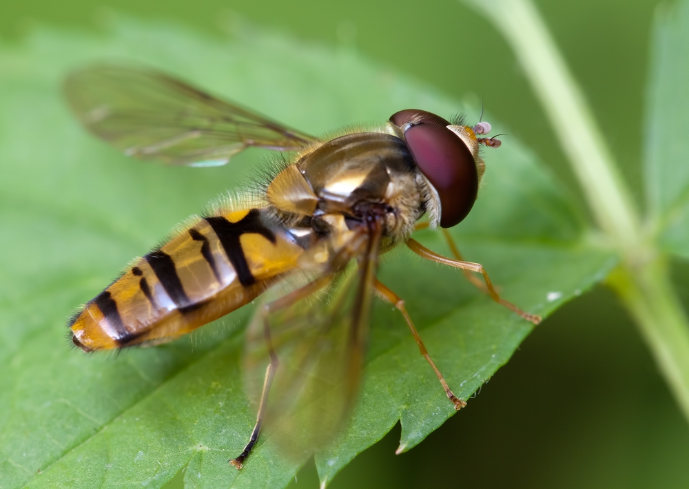 Hainschwebfliege