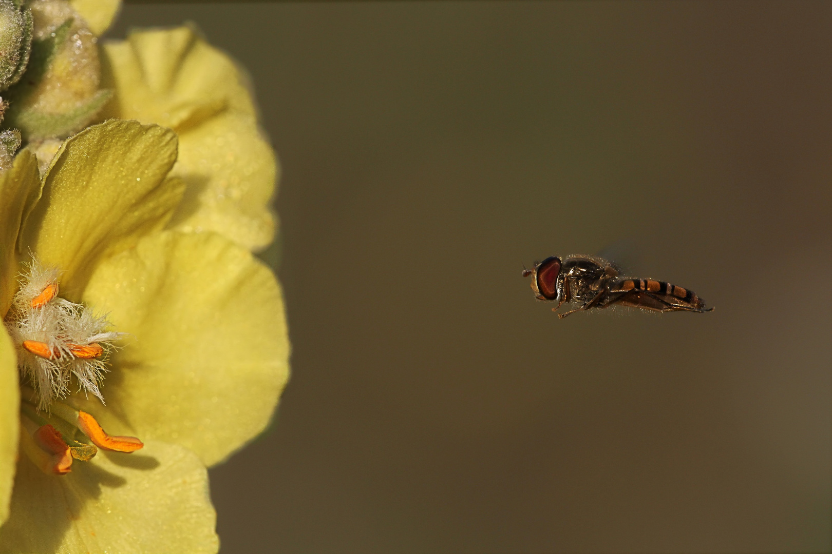 Hainschwebfliege