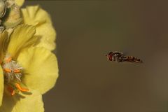 sonstige Insekten