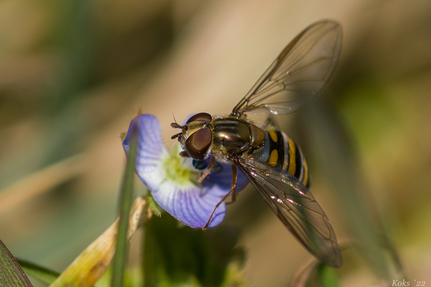 Hainschwebfliege