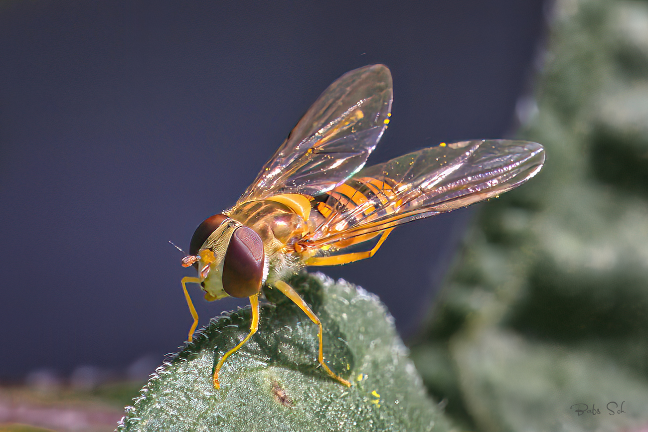 Hainschwebfliege 