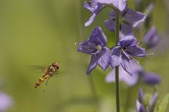 Hainschwebfliege