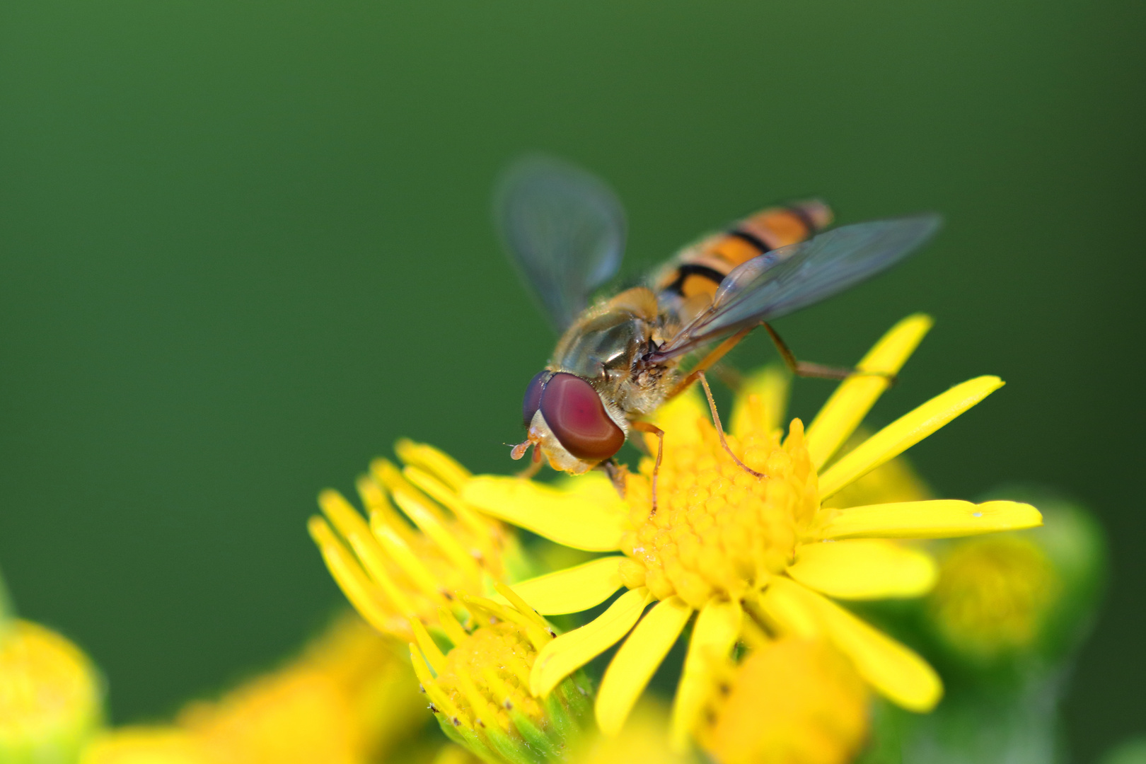 Hainschwebfliege