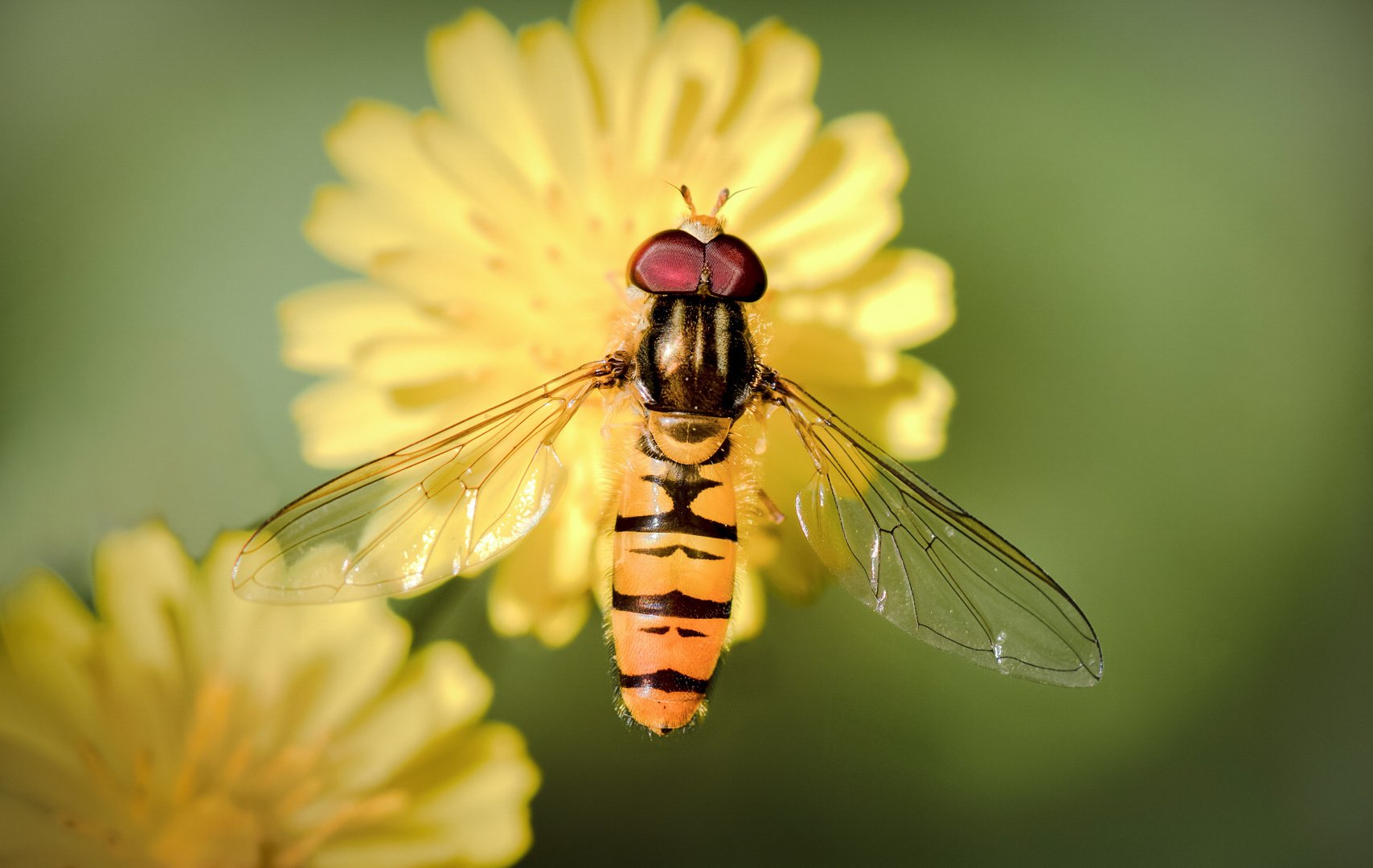 hainschwebfliege