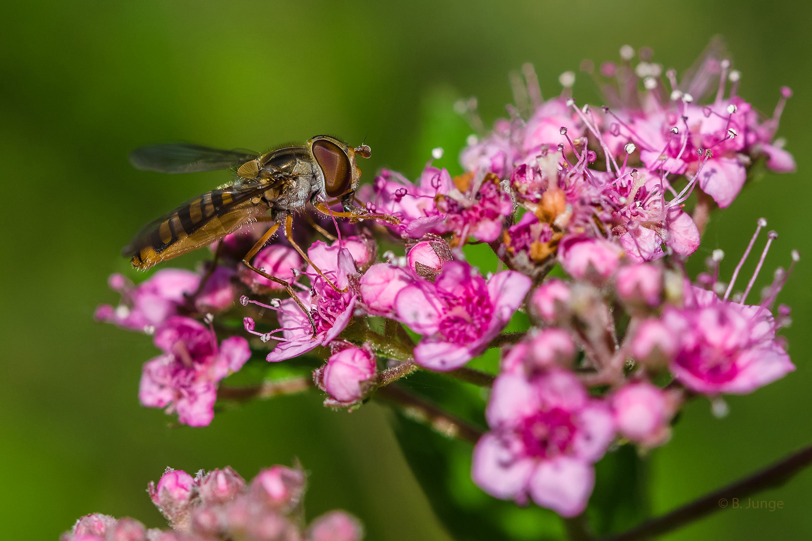 Hainschwebfliege