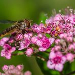 Hainschwebfliege